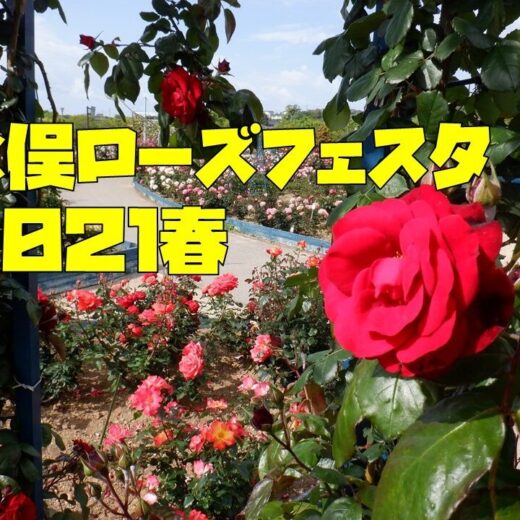 水俣ローズフェスタ 春21 水俣 芦北の情報満載 一般社団法人みなまた観光物産協会 水俣ローズフェスタ 春21 水俣 芦北の情報満載 一般社団法人みなまた観光物産協会
