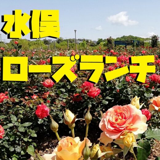 水俣ローズランチ フェア開催中 水俣 芦北の情報満載 一般社団法人みなまた観光物産協会 水俣ローズランチ フェア開催中 水俣 芦北の情報満載 一般社団法人みなまた観光物産協会